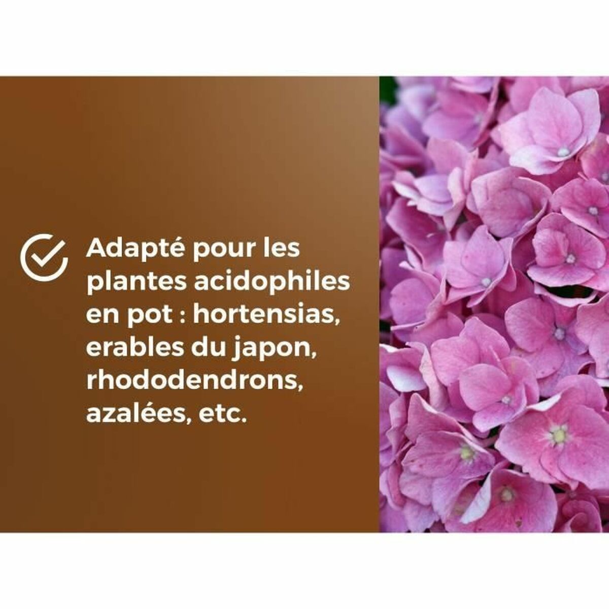 V4H455E5E82C12F6E9B7BCDC365581D4A09R5966182P4